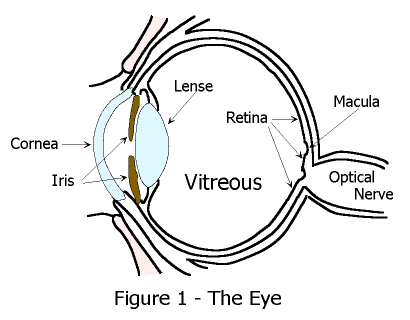  floaters, I will brieflyexplain the structure and function of the eye